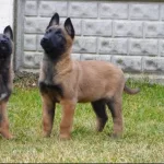 Resmi̇ İşletmeden Belçi̇ka Yavrularj