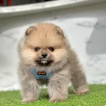 Bebek Yuzlu Pomeranian