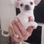 Chivava Safkan Bebekler