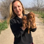 Irk Garantili Efsane Toy Poodle Yavrularımız