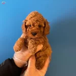 Red Brown Toy Poodle Bebekler