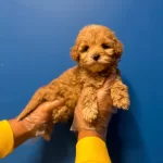 Orijinal Kusursuz Maltipoo Bebekler