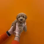 Tea Cup Maltipoo Yavrularımız