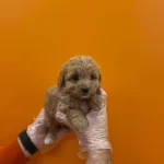 Gerçek Maltipoo Yavrularımız