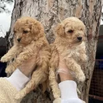 Orjinal Toy Poodle Yavrularımız