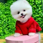 Pomeranian Yavrularımız Gelmistir