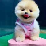 Pomeranian Yavrularımız Gelmistir