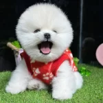 Pomeranian Yavrularımız Gelmistir