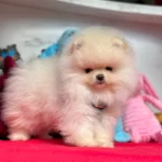 Boo Pomeranian Ayicik Surat Yavrular