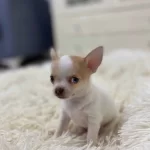 Tuvalet Eğitimli Anatomi Harikası Mavi Gözlü Şivava