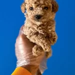 Orijinal Teacup Poodle Bebekler