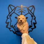 Bebek Surat Cok Ozel Maltipoo Bebeklerimiz