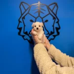 Kar Beyaz Maltese Terrer Bebeklermz