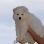 Kar Beyazı Samoyed Yavrularımız