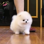 Teddy Bear Garantili Pomeranian Bebeklerimiz