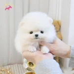 Irk Saglık Garantili Bebekler Teddy Bear Garantili