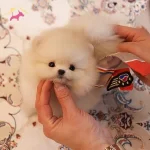 Pomeranian Yavrularımız Gelmistir