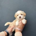 Irk Ve Sağlik Garanti̇li̇ Ruhsatli Üreti̇m