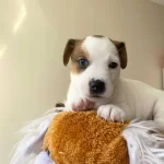 Orjinal Jack Russel Yavrular
