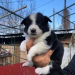 Border Collie Yavrularımız