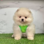 Yavru Pomeranian Yavrularımız Harika