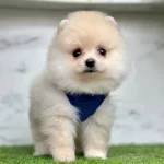 Oyuncu Karekteriyle Pomeranian Boo