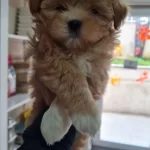 Muhtesem Otesi Maltipo Yavrularımız