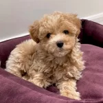 Ust Kalite Maltipoo Bebekler