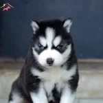 A Kali̇te Husky Yavrular