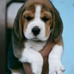A Kali̇te Beagle Yavrularımiz