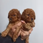 Saglık Garantili Toy Poodle Yavrular