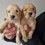 Sağlık Garantili Bebek Yüzlü Golden Yavrular