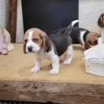 Safkan Irk Garantili Beagle Yavrular