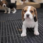 Safkan Irk Garantili Beagle Yavrular