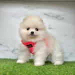 Eşsiz Kalite Yavru Pomeranian