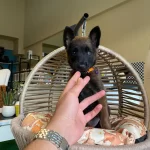 Irkının En İyisi Malinois Bebeklerimiz
