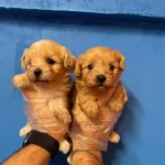 Bebek Yuzlu Tea Cup Maltipoo Yavrularımiz