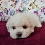 Kısa Bacak Mini Kore Kanı Maltese Terrier Bebekler