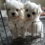 Sıfır Numara Gercek Orijinal Maltese Yavruları