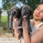 Irk Ve Saglık Garantili Cane Corso Yavrularım