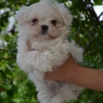 Kar Beyaz Bebeklerimiz