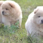 Harika Anatomide Cin Aslanı Bebekleri