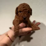 Red Brown Toy Poodle Bebekler