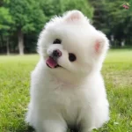 Pamuk Gibi Pomeranian Boo