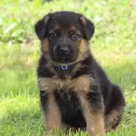 Muhtesem Guzellikte Alman Coban Kopegi Yavruları