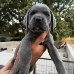 Blue Cane Corso Bebeklerim