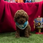 Full Wc Egitimli Poodle