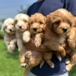 Sirin Mutlu Ayıcıklarımız