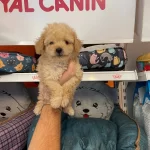 Apricot Renk Tonuna Sahip Poodle Bebeklerimiz