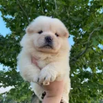 Ayı Suratli Chow Chow Yavrularım